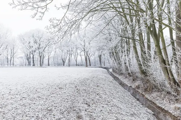 Árvores Nevadas Invernais Nevoeiro — Fotografia de Stock