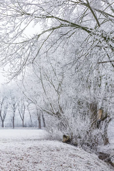 Árvores Nevadas Invernais Nevoeiro — Fotografia de Stock