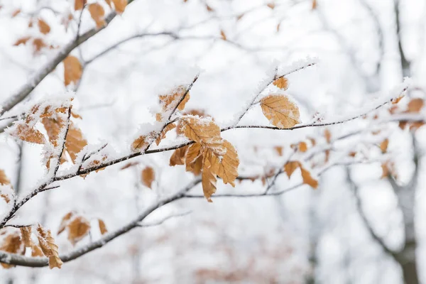 Χειμωνιάτικα Χιονισμένα Κλαδιά Και Φύλλα Στην Ομίχλη — Φωτογραφία Αρχείου