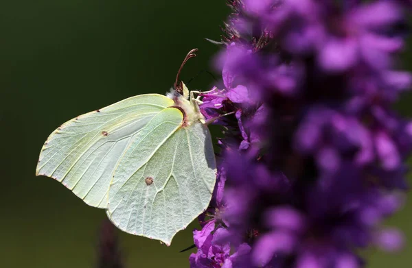 Nahaufnahme Von Schönen Bunten Schmetterling — Stockfoto