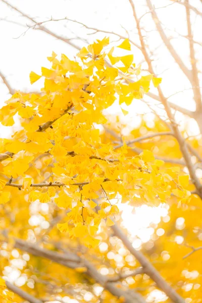 Alberi Ginkgo Autunno Tokyo Giappone — Foto Stock