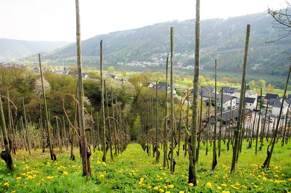 Vineyard April Heart Education Enkirch Mosel — Stock fotografie