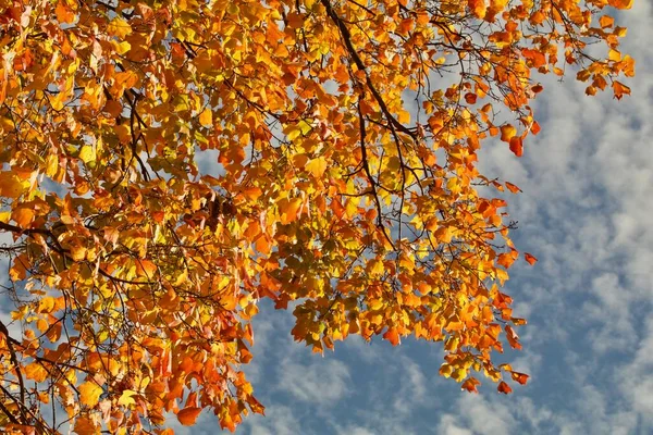 Orangefarbene Und Gelbe Blätter Gegen Den Wolkenverhangenen Himmel — Stockfoto