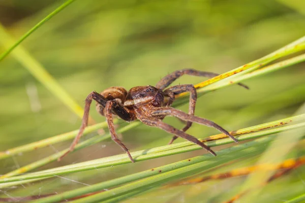 Zabarykadowany Pająk Myśliwski Dolomedes Fimbriatus Ujęciu Makro — Zdjęcie stockowe