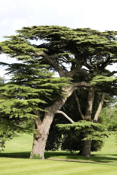 Cedros Lebanon Cedrus Libani Kingston Jardín Encaje Inglaterra — Foto de Stock