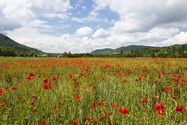 Close View Beautiful Wild Poppy Flowers — Stock Photo, Image