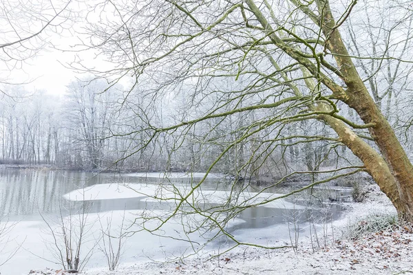 Lago Congelado Com Patos Neblina Árvores Cobertas Geada — Fotografia de Stock