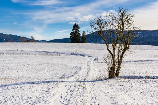 Península Zwergern Walchensee — Fotografia de Stock