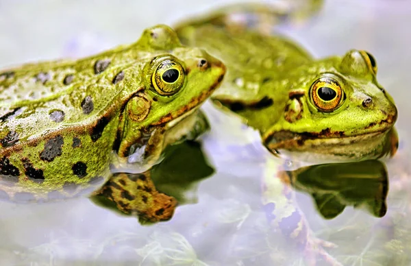 两只池塘蛙在它们产卵的水域里 — 图库照片