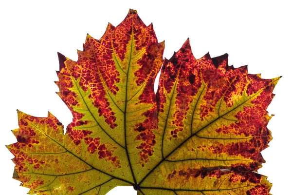 Descoloração Folha Videira Verde Vermelho Outono Com Veias Folha — Fotografia de Stock