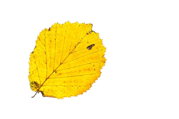 秋に黄色のヘーゼルナッツの葉が白の上に隔離され — ストック写真