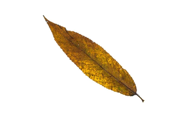 Leaf Willow Yellow Autumn Coloration White Isolated — Stock Photo, Image