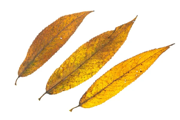 Sarı Söğüt Ağacının Yaprakları Sonbaharda Beyazdır — Stok fotoğraf