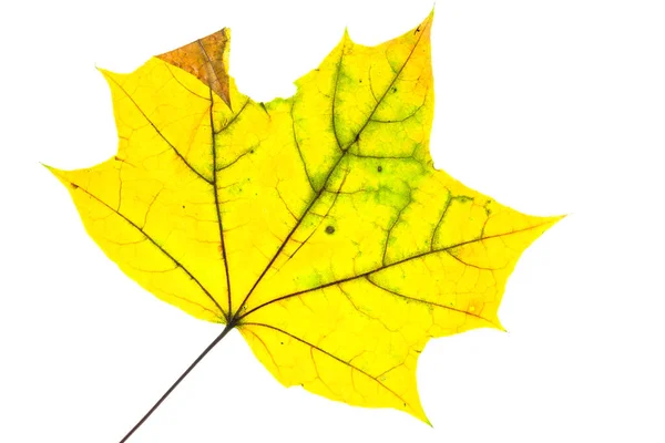 カエデの葉 葉の葉 — ストック写真