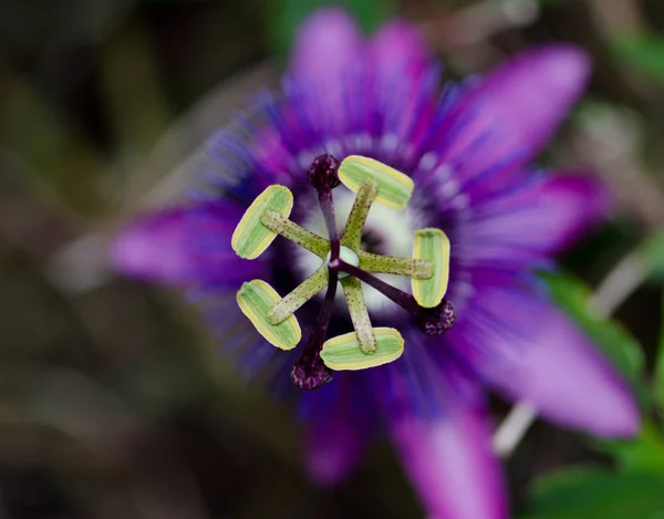 Primer Plano Del Estambre Una Flor Pasión Púrpura — Foto de Stock