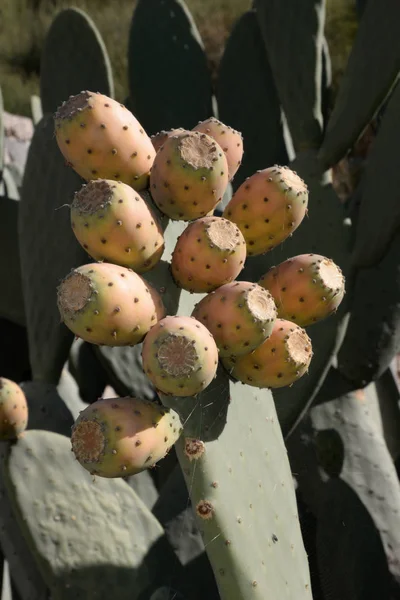 Feigkaktus Kaktusfikon Frukt Frukt Frukt Opuntia Opuntia Opuntia Bajtra Kaktus — Stockfoto