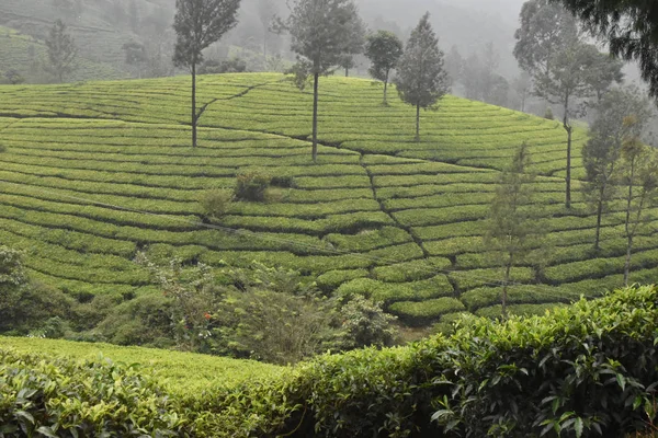 Tea Gardens Dél India Állami Kerala — Stock Fotó