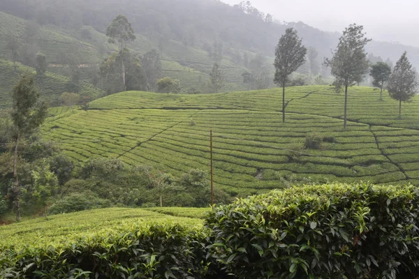 Tea Gardens Dél India Állami Kerala — Stock Fotó