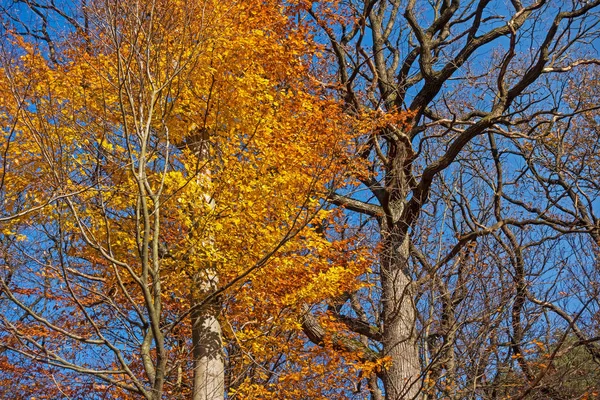 Árboles Deciduos Otoño Hojas Coloridas Colores Autumales —  Fotos de Stock