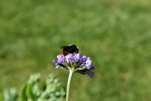 Vista Cerca Los Insectos Naturaleza — Foto de Stock