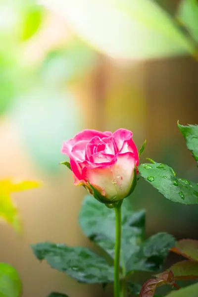 Roses Garden Roses Beautiful Beautiful Sunny Day — Stock Photo, Image