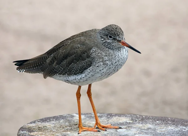 Habitantes Del Mar Ancho Caña Roja Tringa Totanus —  Fotos de Stock