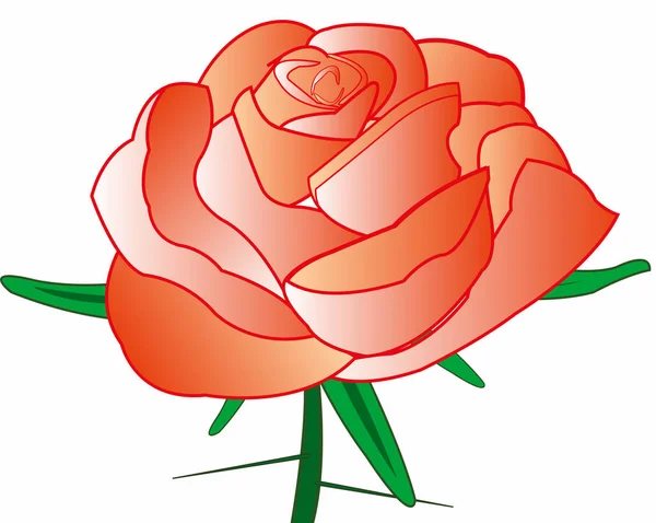 Czerwona Róża Kolcem Białym Tle Jest Izolowana — Zdjęcie stockowe