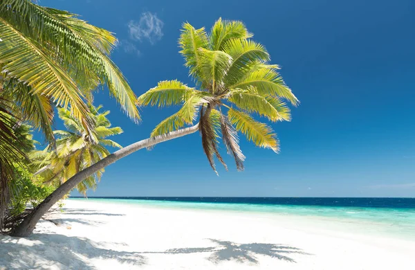 Playa Solitaria Con Palmeras Las Maldivas —  Fotos de Stock