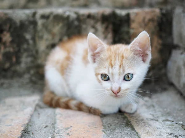 Petit Chaton Dans Cour Maison Village — Photo