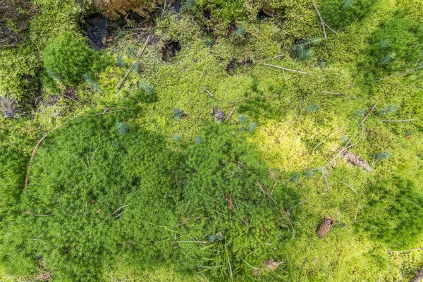 Vegetazione Coperta Muschio Una Foresta Vista Dall Alto — Foto Stock