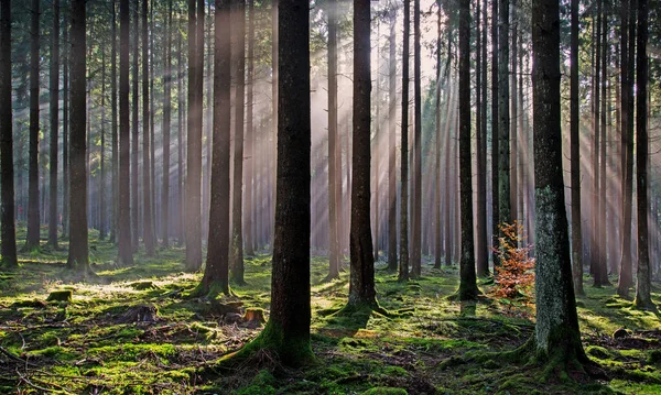 Sonnenstrahlen Tannenwald — Stockfoto