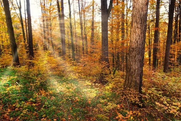 Herbstwald Bunte Blätter — Stockfoto