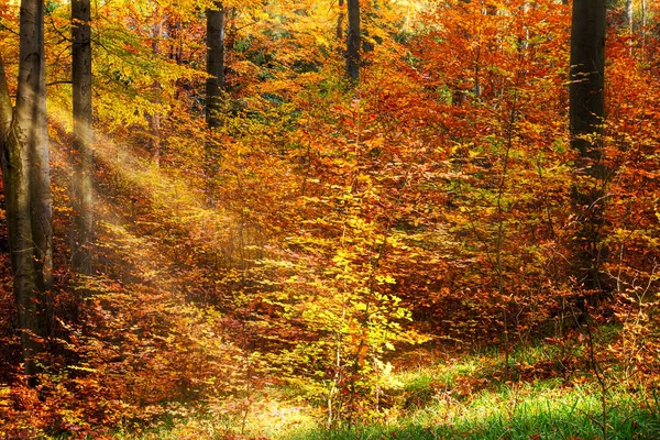 Herbstwald Bunte Blätter — Stockfoto