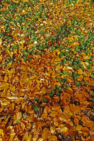 Folhagem Murcha Folhas Verdes Prado Outono — Fotografia de Stock