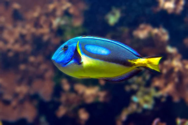 サンゴ礁の太平洋魚は — ストック写真