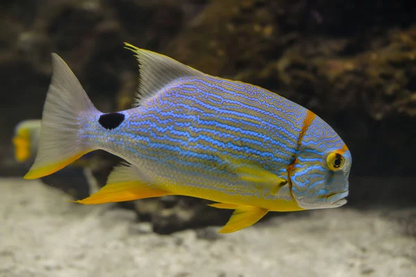 サンゴ礁の太平洋魚は — ストック写真