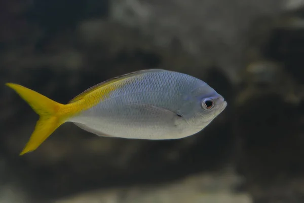 Тихоокеанська Риба Кораловому Рифі — стокове фото