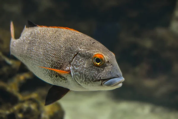 Тихоокеанська Риба Кораловому Рифі — стокове фото