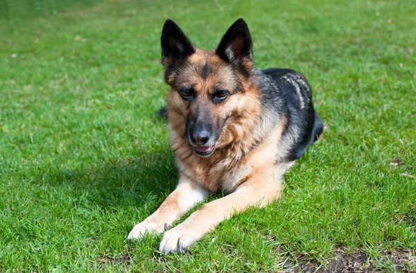 緑の草の上に横たわるドイツの羊飼いの犬 — ストック写真