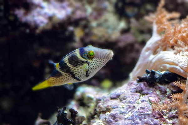 Poissons Pacifique Dans Récif Corallien — Photo