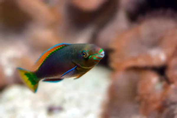 Stillahavsfisk Korallrevet — Stockfoto