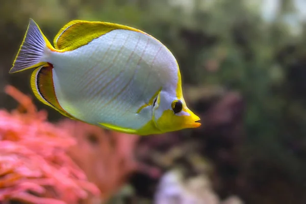 Ikan Pasifik Terumbu Karang — Stok Foto