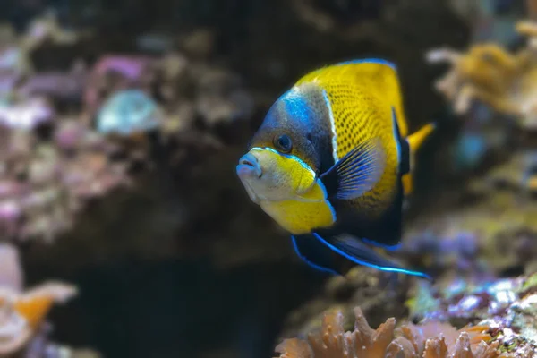 Poissons Pacifique Dans Récif Corallien — Photo