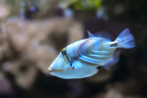 Picassofish Picasso Tarafından Yaratıldı — Stok fotoğraf