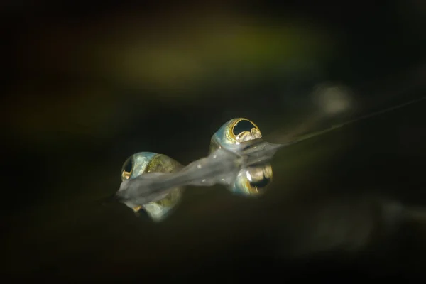 Kikker Het Water — Stockfoto