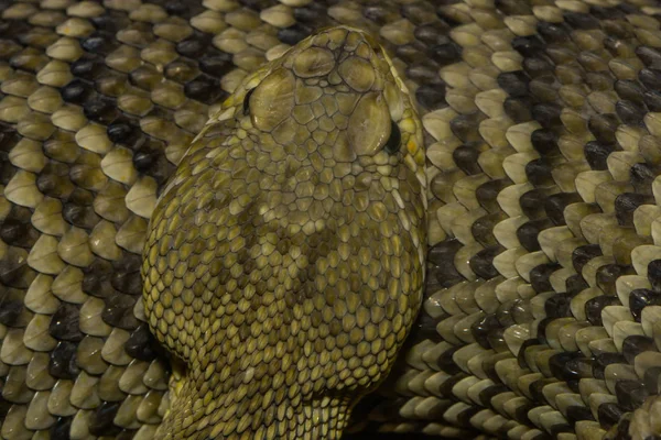 响尾蛇 毒蛇动物 — 图库照片