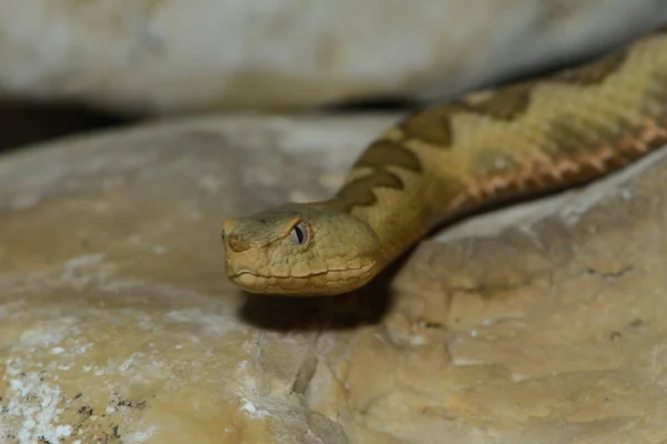 Serpiente Reptil Mundo Animal —  Fotos de Stock