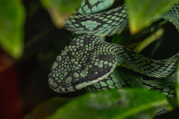 Serpente Terrário — Fotografia de Stock