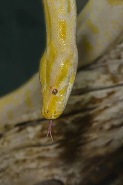 Serpiente Peligrosa Depredador Reptil Piel Serpiente — Foto de Stock