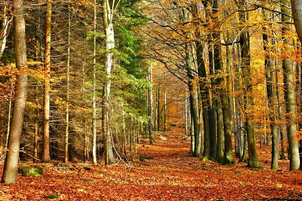 秋の紅葉や紅葉 — ストック写真